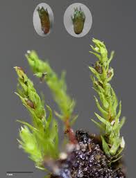 Attēlu rezultāti vaicājumam “Pohlia wahlenbergii var. calcarea”