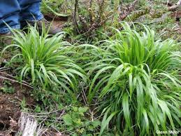 Attēlu rezultāti vaicājumam “Brachypodium sylvaticum leaf”