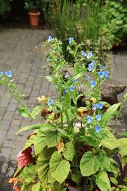 Attēlu rezultāti vaicājumam “Commelina coelestis”