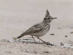 Attēlu rezultāti vaicājumam “Galerida cristata”