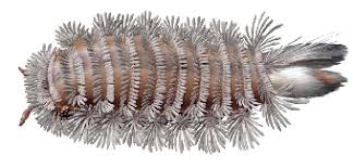 Attēlu rezultāti vaicājumam “Strongylosoma pallipes”