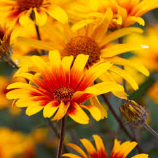 Image result for Heliopsis scabra