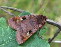 Attēlu rezultāti vaicājumam “Diarsia brunnea”