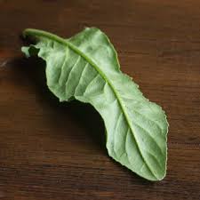 Attēlu rezultāti vaicājumam “Hesperis matronalis leaf”