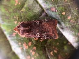 Attēlu rezultāti vaicājumam “Cerastis leucographa”