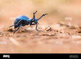 Attēlu rezultāti vaicājumam “Meloe sp. imago”