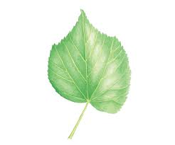 Attēlu rezultāti vaicājumam “Tilia cordata leaf”
