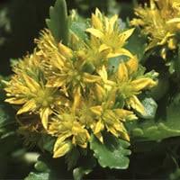 Attēlu rezultāti vaicājumam “Sedum aizoon fruit”