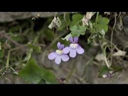 Attēlu rezultāti vaicājumam “Cymbalaria muralis flower”