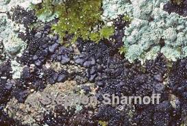 Attēlu rezultāti vaicājumam “Collema”