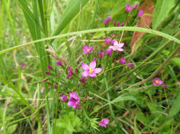 Attēlu rezultāti vaicājumam “Centaurium littorale flower”