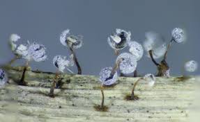 Attēlu rezultāti vaicājumam “Didymium bahiense spores”