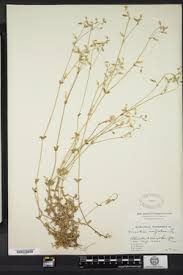 Attēlu rezultāti vaicājumam “Cerastium holosteoides leaf”