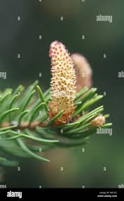 Attēlu rezultāti vaicājumam “Picea abies male flower”