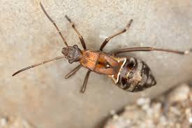 Attēlu rezultāti vaicājumam “Alydus calcaratus”