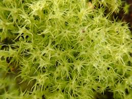 Attēlu rezultāti vaicājumam “Leptobryum pyriforme”