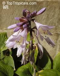 Attēlu rezultāti vaicājumam “Hosta sp. flower”