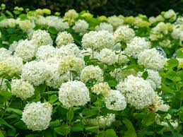 Attēlu rezultāti vaicājumam “Hydrangea arborescens”