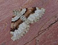 Attēlu rezultāti vaicājumam “Xanthorhoe designata”