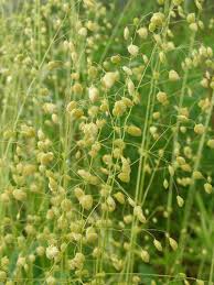 Attēlu rezultāti vaicājumam “Briza media flower”