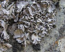 Attēlu rezultāti vaicājumam “Dermatocarpon miniatum”