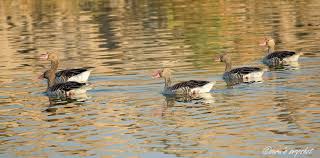 Attēlu rezultāti vaicājumam “Anser anser juvenile”