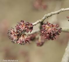 Attēlu rezultāti vaicājumam “Ulmus laevis flower”