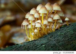 Attēlu rezultāti vaicājumam “Mycena renati”