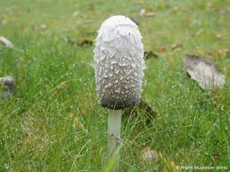 Attēlu rezultāti vaicājumam “Coprinus comatus”