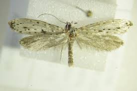 Attēlu rezultāti vaicājumam “Yponomeuta plumbella”