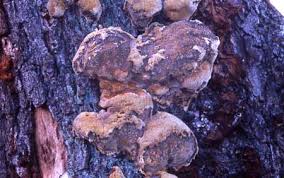 Attēlu rezultāti vaicājumam “Inonotus radiatus”