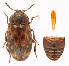 Attēlu rezultāti vaicājumam “Tetratomidae”