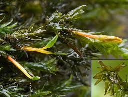 Attēlu rezultāti vaicājumam “Cinclidotus danubicus”