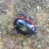 Attēlu rezultāti vaicājumam “Chrysolina sanguinolenta”