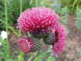 Attēlu rezultāti vaicājumam “Cirsium x rigens flower”