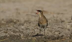 Image result for Glareola maldivarum