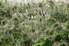 Attēlu rezultāti vaicājumam “Yponomeuta evonymella larva”