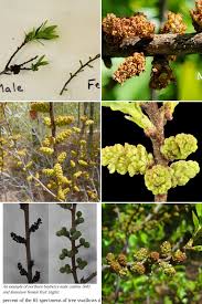 Attēlu rezultāti vaicājumam “Hippophae rhamnoides male flower”