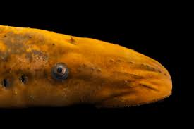 Image result for Petromyzon marinus