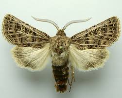 Attēlu rezultāti vaicājumam “Tholera decimalis”