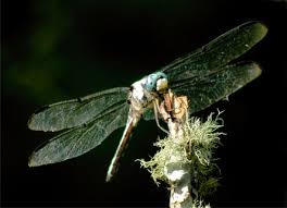 Attēlu rezultāti vaicājumam “Hylastes sp.”