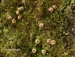 Attēlu rezultāti vaicājumam “Petractis sp.”