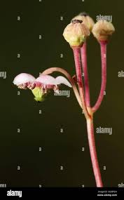 Attēlu rezultāti vaicājumam “Chimaphila umbellata fruit”