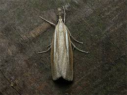 Attēlu rezultāti vaicājumam “Agriphila selasella”