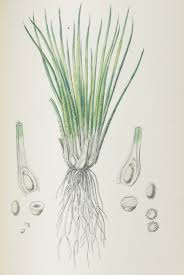 Attēlu rezultāti vaicājumam “Isoetes echinospora leaf”