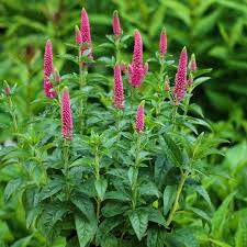 Attēlu rezultāti vaicājumam “Veronica longifolia fruit”