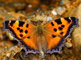 Attēlu rezultāti vaicājumam “Nymphalis xanthomelas upperside”
