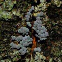 Attēlu rezultāti vaicājumam “Badhamia capsulifera macro”