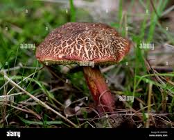 Attēlu rezultāti vaicājumam “Xerocomus chrysenteron”