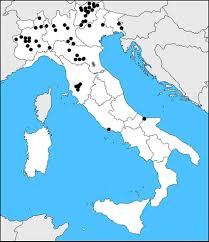 Attēlu rezultāti vaicājumam “Boudinotiana notha”